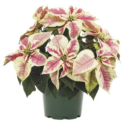 Christmas Beauty Marble poinsettia