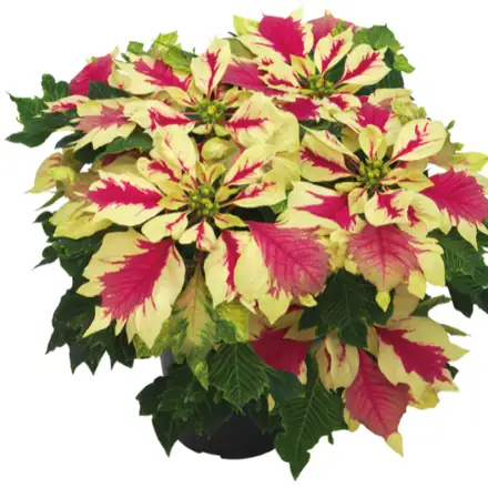 Papagena poinsettia