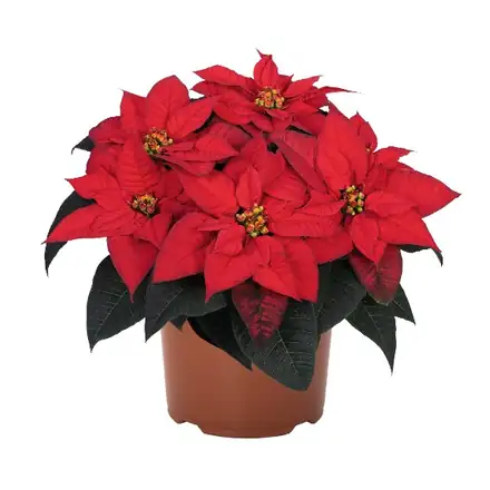 Red Ribbons poinsettia