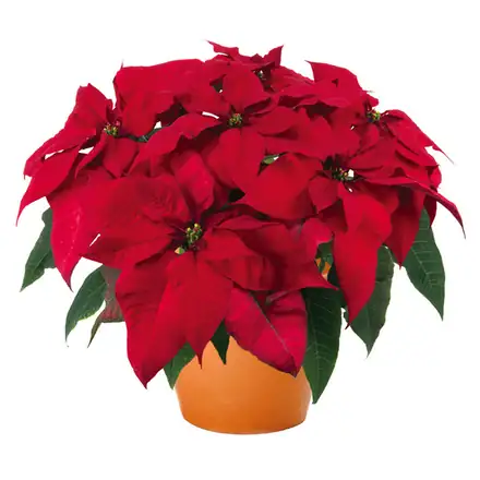 Velvet Dark poinsettia